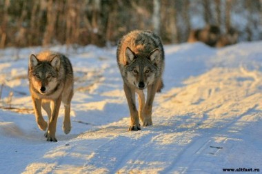 Гуляют волки по деревне