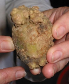 В Поморье введен карантин на картошку